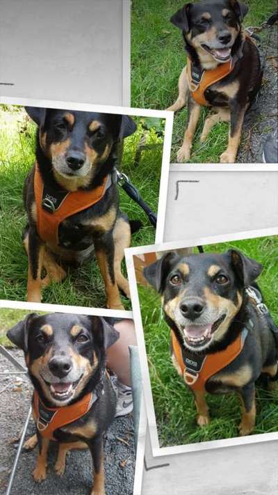 Mischlingshunde Foto Aufruf-Beitrag-Bild