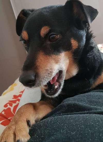 Dogorama Photo Challenge - Hundeblick zum hinschmelzen-Beitrag-Bild