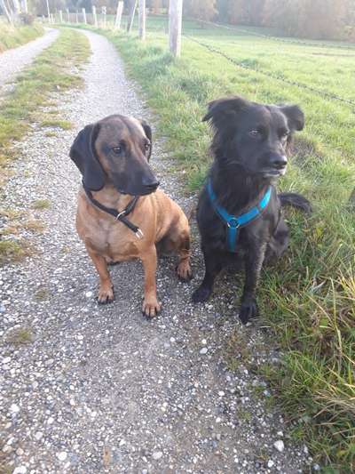 Fotochallenge - fremde Hunde-Beitrag-Bild