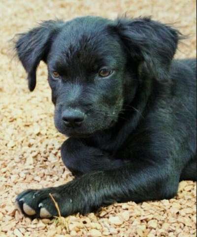 TierschutzhundeStammtisch🐕-Beitrag-Bild