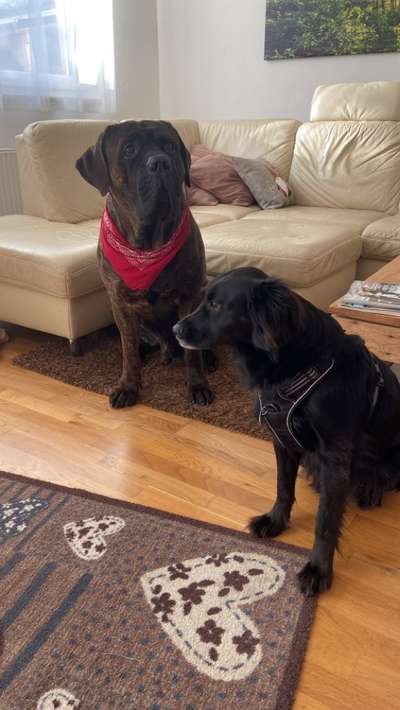 Fotochallenge - fremde Hunde-Beitrag-Bild