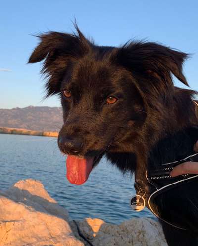 TierschutzhundeStammtisch🐕-Beitrag-Bild