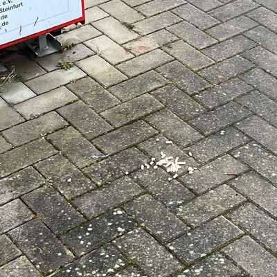 Giftköder-Giftköder-Bild