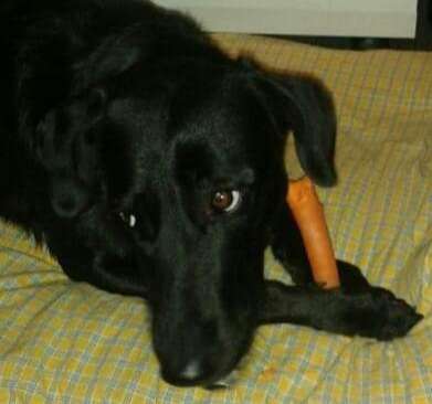 Die Dogorama Kalender Challenge Titelbild-Beitrag-Bild