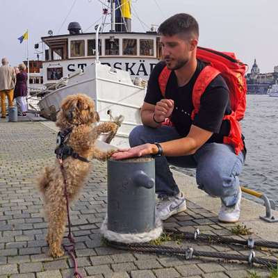 Hundetreffen-Spiel und Spaß