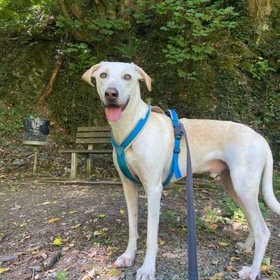 Hundetreffen-Gassirunde und gemeinsames Spielen-Bild