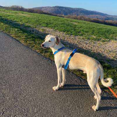Hundetreffen-Gassirunde und gemeinsames Spielen-Bild