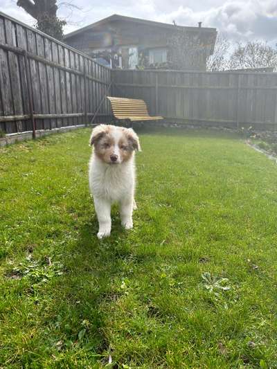 Hundetreffen-Welpentreffen/Welpenspielen-Bild