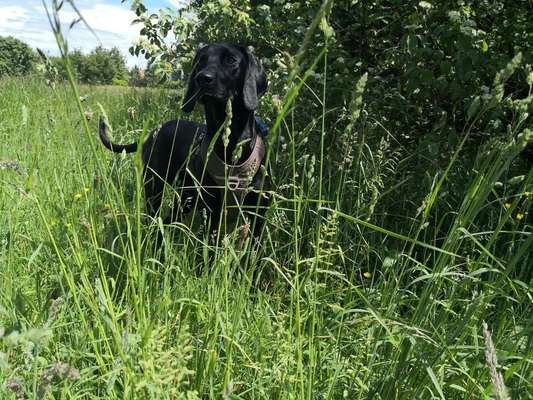 Dein Hund im Dogorama-Kalender 2021-Beitrag-Bild
