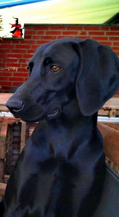 Dein Hund im Dogorama-Kalender 2021-Beitrag-Bild