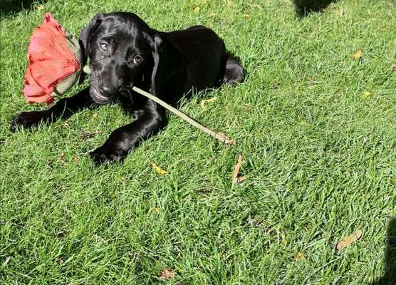 Dein Hund im Dogorama-Kalender 2021-Beitrag-Bild