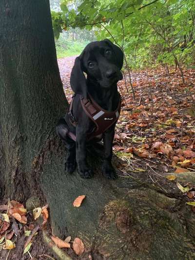 Dein Hund im Dogorama-Kalender 2021-Beitrag-Bild