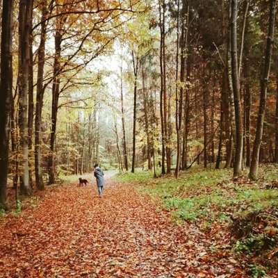 Hundetreffen-Treffen zum trainieren