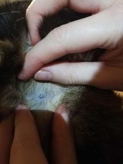 Knubbel hinter Ohr-Beitrag-Bild