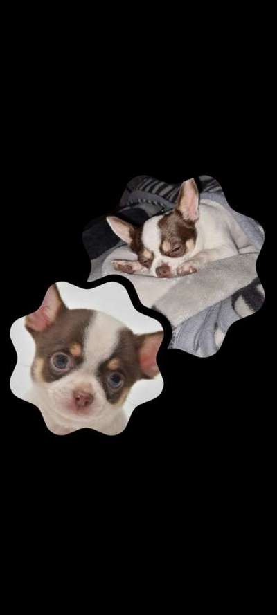 Welpenfotos-Beitrag-Bild