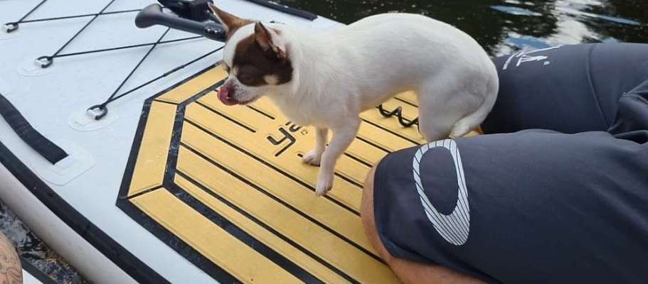 Die Dogorama Wochen Challenge-Beitrag-Bild