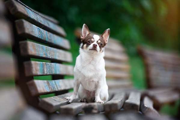 Wo sind die Chihuahua Besitzer ?-Beitrag-Bild