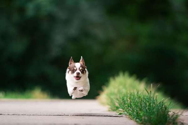 Die Dogorama Kalender Challenge Titelbild-Beitrag-Bild