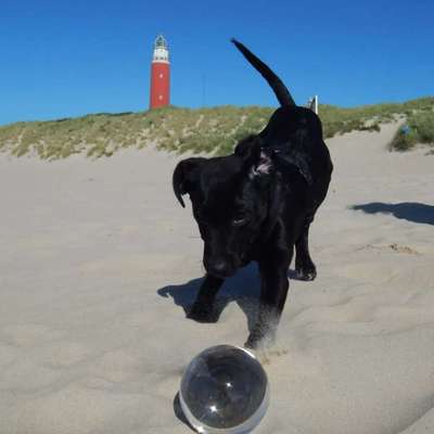 Dogorama Photo Challenge - schönster Gassiausblick-Beitrag-Bild