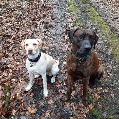 Hundetreffen-Spiel und Gassi treffen-Bild