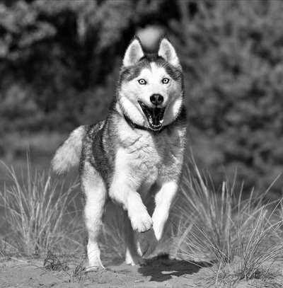 Dogorama Photo Challenge - Einmal lächeln bitte-Beitrag-Bild