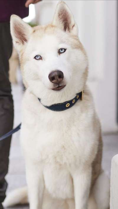 Tod seines geliebten Vierbeiners-Beitrag-Bild