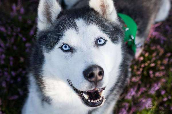 Dogorama Photo Challenge - Der Frühling kommt-Beitrag-Bild