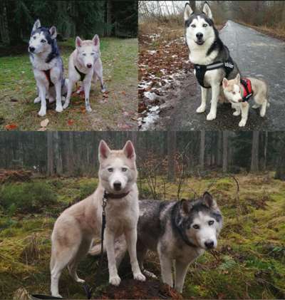 Unsere Fellnasen im Regenbogenland-Beitrag-Bild