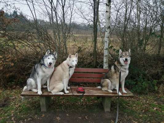 Husky-Beitrag-Bild