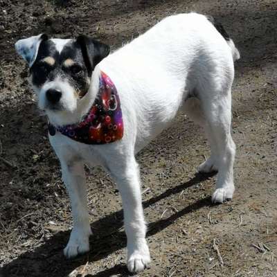 Hundetreffen-Biete Hundefotoshootings an-Bild