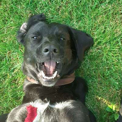 Hundetreffen-Spazieren gehen-Bild