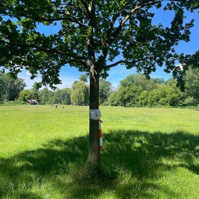 Giftköder-Eichenprozessionsspinner-Bild