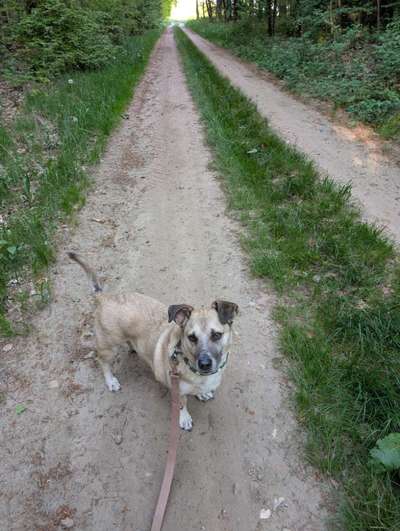 Hundetreffen-Suchen Gassifreunde und Hunde zum trainieren-Bild