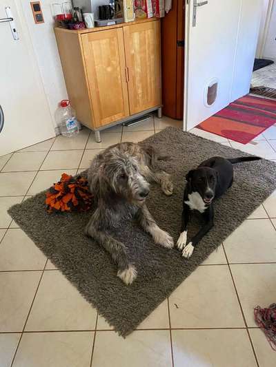 Die Dogorama Wochen Challenge "Friends will be Friends"-Beitrag-Bild