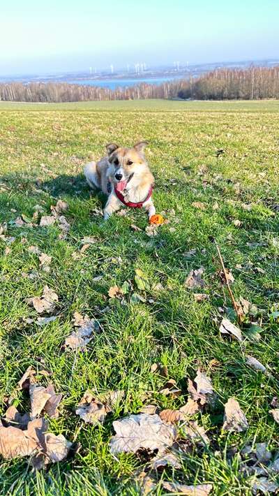 Dogorama Photo Challenge - Rund-Beitrag-Bild