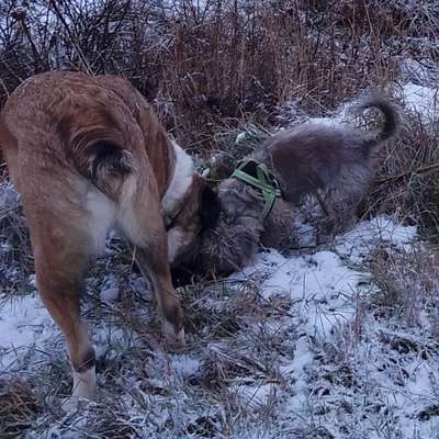 Die Dogorama Kalender Challenge Titelbild-Beitrag-Bild