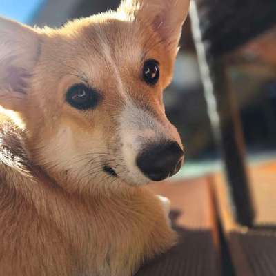 Hundetreffen-Positives kennen lernen am Auensee-Bild