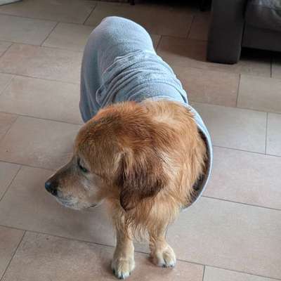 aktuelles Foto Gruppe Golden Retriever