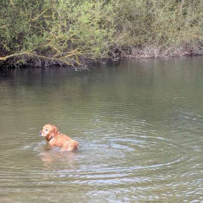 aktuelles Foto Gruppe Golden Retriever