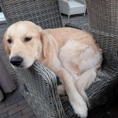 aktuelles Foto Gruppe Golden Retriever