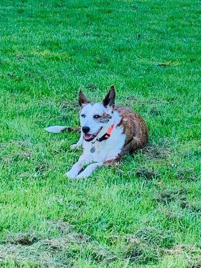 Wie kamst du zu deinem Hund?-Beitrag-Bild