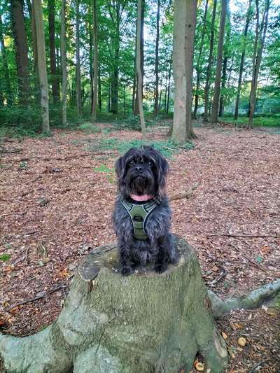 Hundetreffen-Gassi- und Spielerunde-Bild