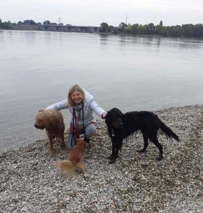 Hundetreffen-Hundezone roter Berg-Bild