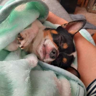 Wo sind die Chihuahua Besitzer ?-Beitrag-Bild