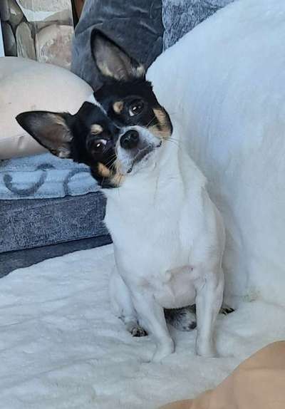 Zeige das lustigste Bild eures Hundis-Beitrag-Bild