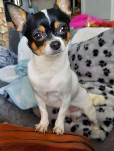 Lieblingsbild von euren Hunden?-Beitrag-Bild