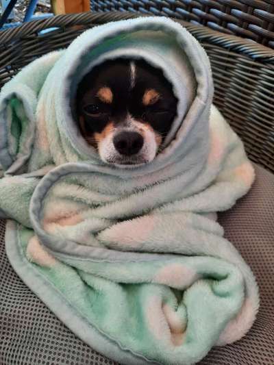 Die Dogorama Kalender Challenge Teil 1/4-Beitrag-Bild