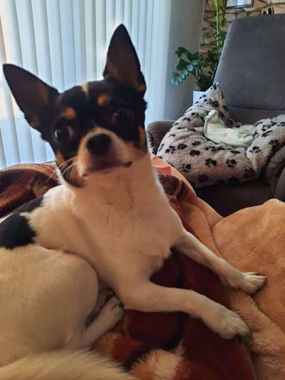 Die besten Hundeblicke 🐾❤️-Beitrag-Bild