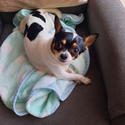 Wo sind die Chihuahua Besitzer ?-Beitrag-Bild