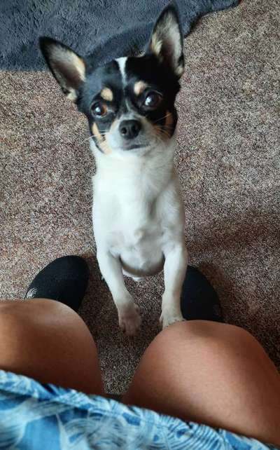 Zeichnungen eurer Hunde-Beitrag-Bild